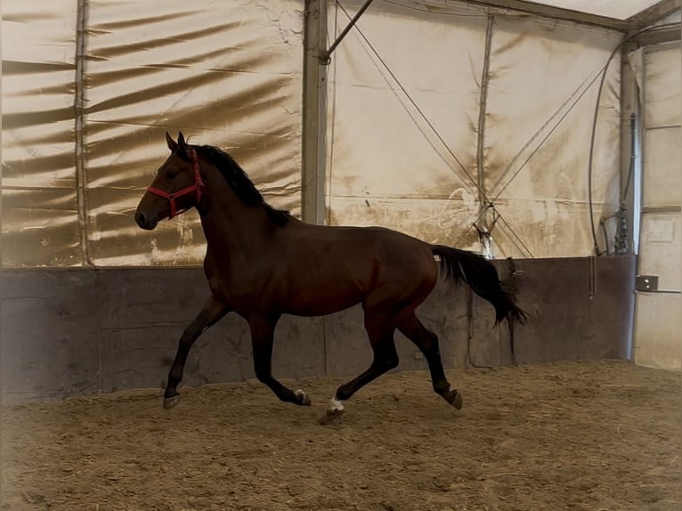 KWPN Hengst 2 Jahre 168 cm Brauner in Gyula