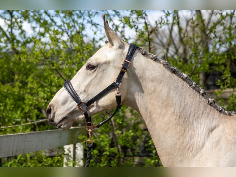 KWPN Hengst 2 Jahre 168 cm Buckskin in Ede