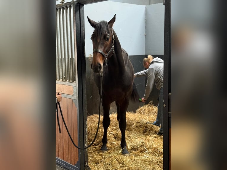 KWPN Hengst 2 Jahre 168 cm Dunkelbrauner in Zieuwent