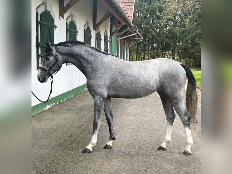 KWPN Hengst 2 Jahre 168 cm Schimmel in Murska Soboda