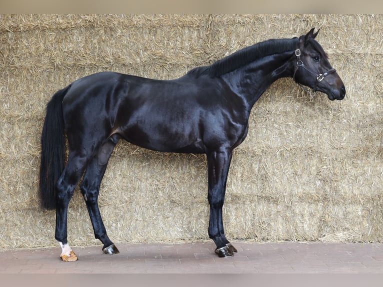 KWPN Hengst 2 Jahre 168 cm Schwarzbrauner in Moergestel