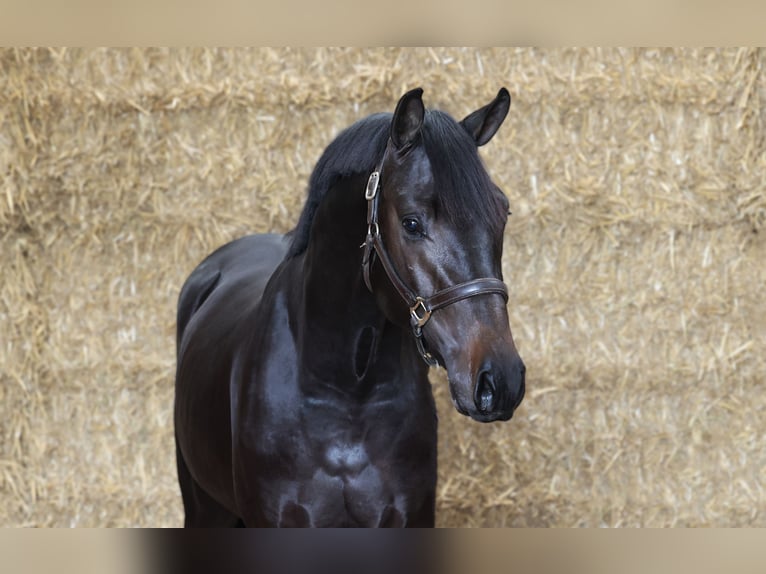KWPN Hengst 2 Jahre 168 cm Schwarzbrauner in Moergestel