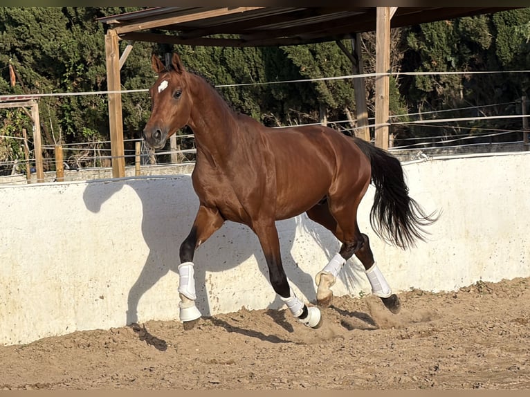 KWPN Hengst 2 Jahre 169 cm Brauner in Traveses (Partida)