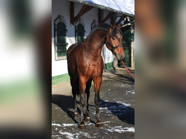 KWPN Hengst 2 Jahre 169 cm Brauner in Halbenrain