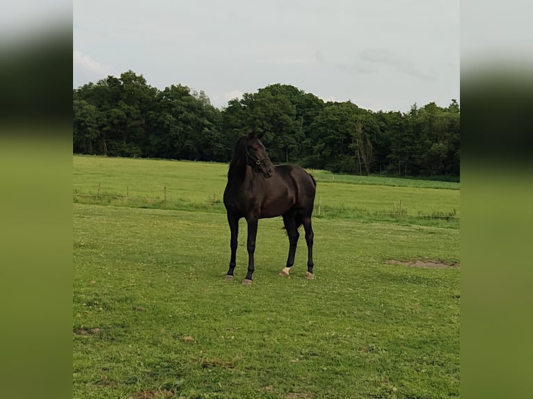 KWPN Hengst 2 Jahre 169 cm Dunkelbrauner in Haler