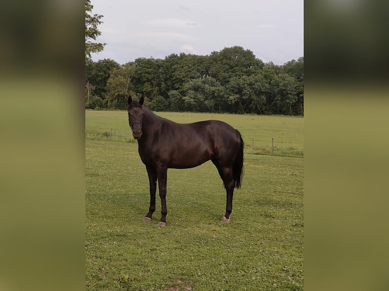 KWPN Hengst 2 Jahre 169 cm Dunkelbrauner in Haler
