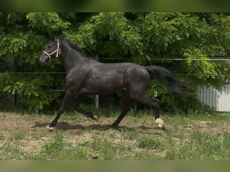 KWPN Hengst 2 Jahre 169 cm Rappe in Bekke