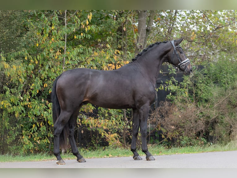 KWPN Hengst 2 Jahre 169 cm Rappe in Oosterhout KWPN Hengst 2 Jahre 169 cm Rappe in Oosterhout