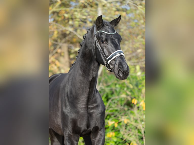 KWPN Hengst 2 Jahre 170 cm Rappe in Oosterhout