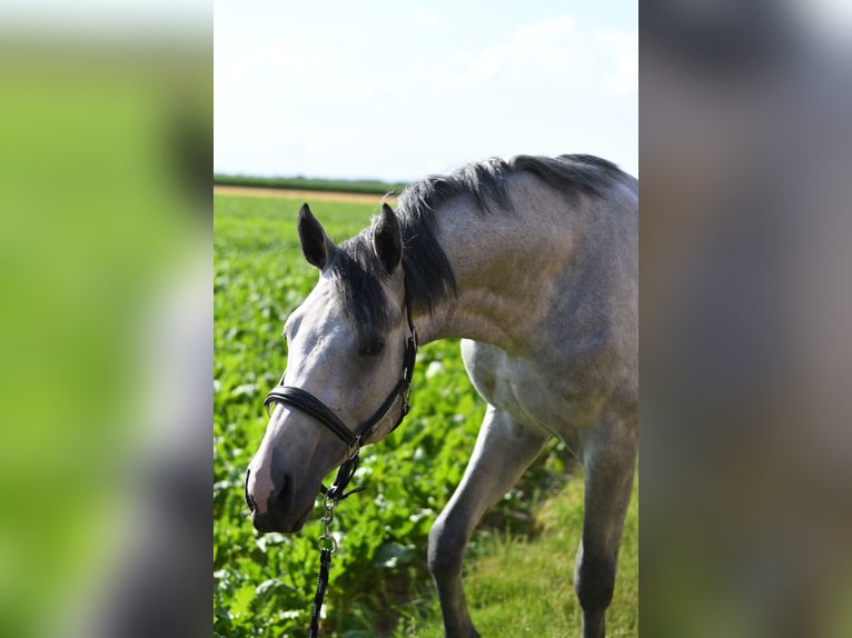KWPN Hengst 2 Jahre 170 cm Schimmel in Geilenkirchen