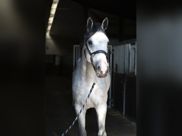 KWPN Hengst 2 Jahre 170 cm Schimmel in Geilenkirchen