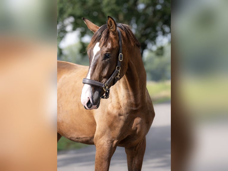 KWPN Hengst 2 Jahre 172 cm Brauner in Oosterhout