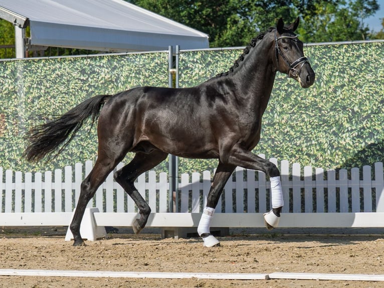 KWPN Hengst 2 Jahre 172 cm Rappe in M&#xFC;nster