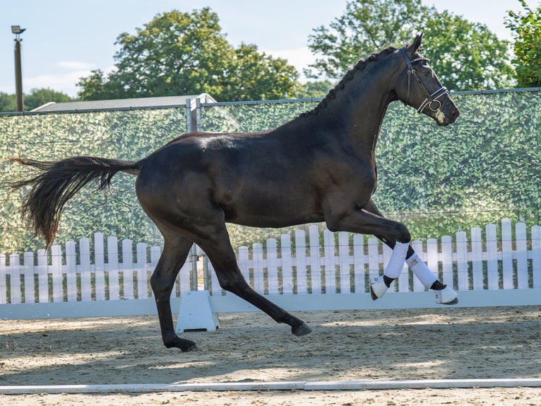 KWPN Hengst 2 Jahre 172 cm Rappe in M&#xFC;nster