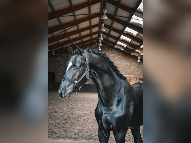 KWPN Hengst 2 Jahre in Hapert