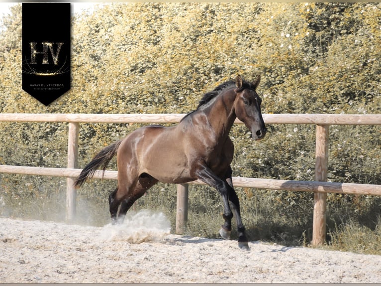 KWPN Hengst 2 Jahre Grullo in Marly-sous-Issy