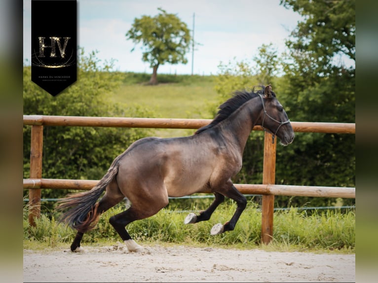 KWPN Hengst 2 Jahre Grullo in Marly-sous-Issy