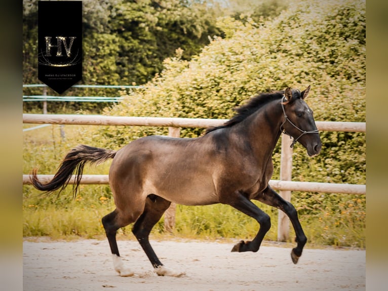KWPN Hengst 2 Jahre Grullo in Marly-sous-Issy