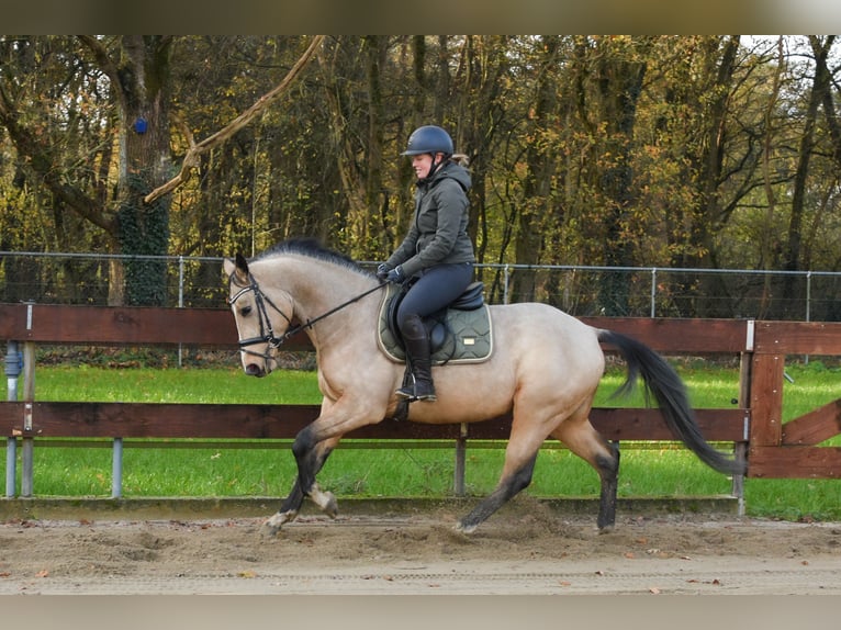 KWPN Mix Hengst 3 Jaar 148 cm Buckskin in Oss