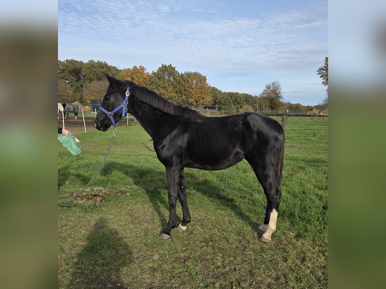 KWPN Hengst 3 Jaar 148 cm Zwart in Posterholt