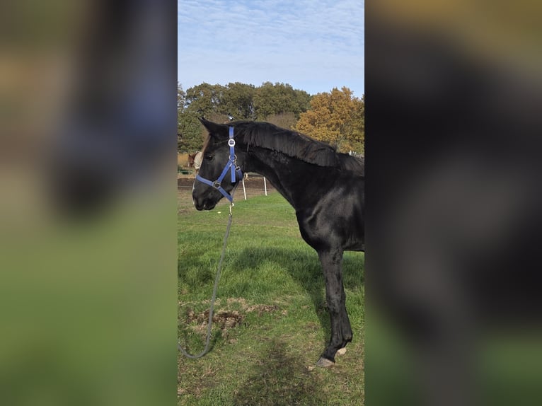 KWPN Hengst 3 Jaar 148 cm Zwart in Posterholt