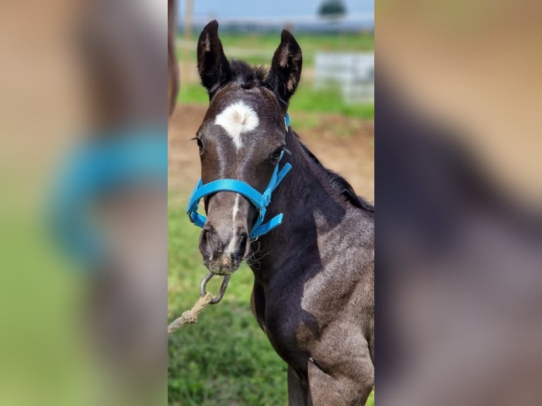 KWPN Hengst 3 Jaar 148 cm Zwart in Posterholt