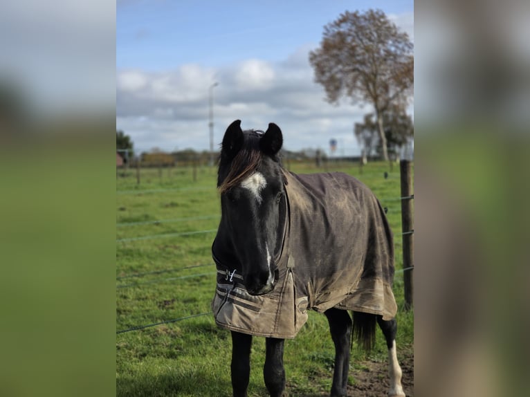 KWPN Hengst 3 Jaar 148 cm Zwart in Posterholt