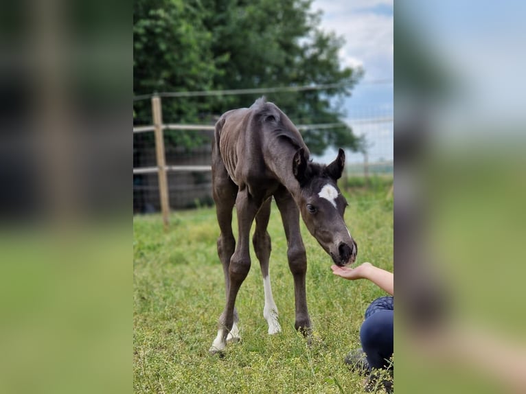 KWPN Hengst 3 Jaar 148 cm Zwart in Posterholt