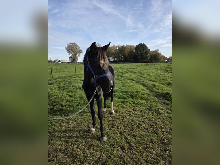 KWPN Hengst 3 Jaar 148 cm Zwart in Posterholt