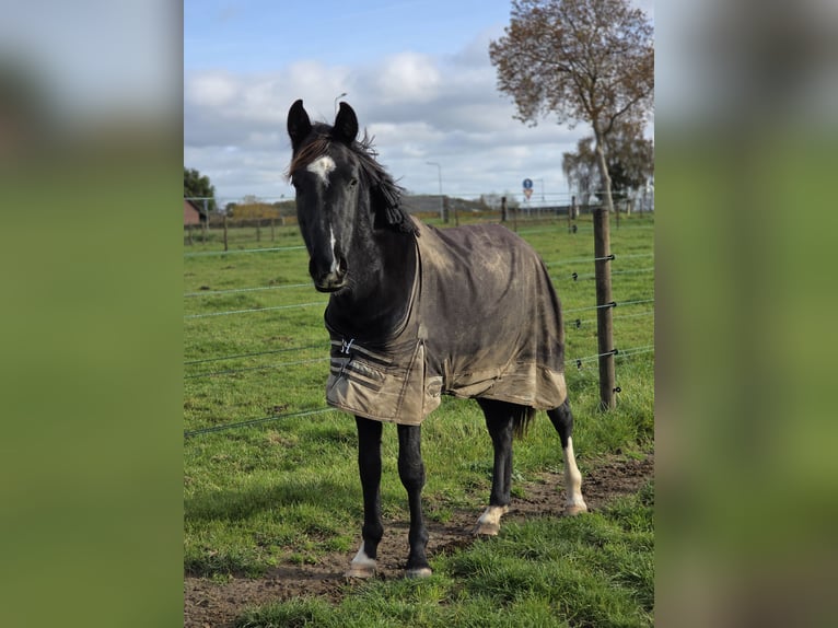 KWPN Hengst 3 Jaar 148 cm Zwart in Posterholt