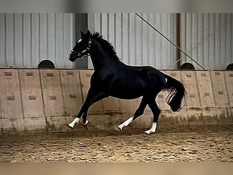 KWPN Hengst 3 Jaar 153 cm Zwart in Neustadt (Wied)