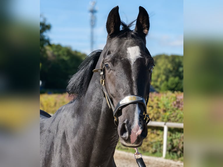 KWPN Hengst 3 Jaar 153 cm Zwart in Neustadt (Wied)