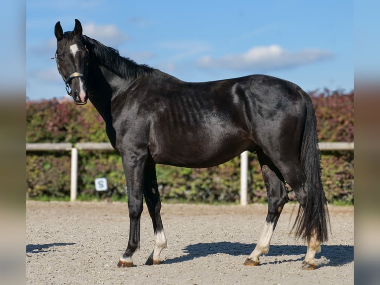 KWPN Hengst 3 Jaar 153 cm Zwart in Neustadt (Wied)