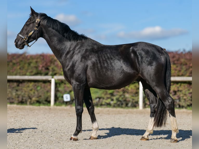 KWPN Hengst 3 Jaar 153 cm Zwart in Neustadt (Wied)