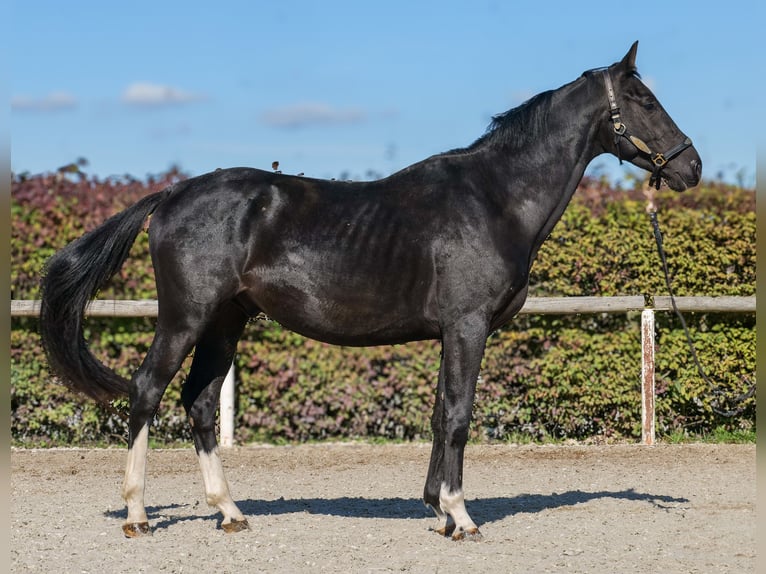 KWPN Hengst 3 Jaar 153 cm Zwart in Neustadt (Wied)