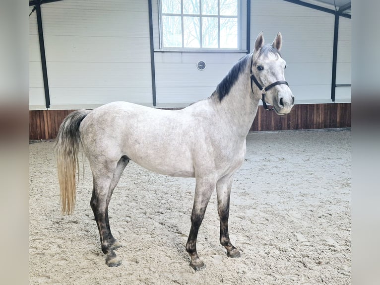 KWPN Hengst 3 Jaar 159 cm Schimmel in Meppen