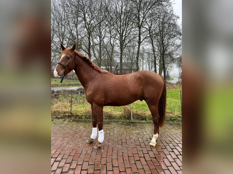 KWPN Hengst 3 Jaar 160 cm Donkere-vos in Bierum