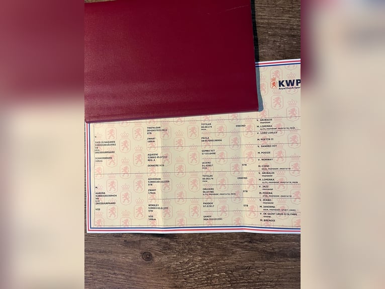 KWPN Hengst 3 Jaar 160 cm Donkere-vos in Bierum