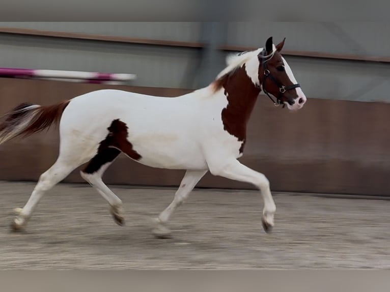 KWPN Hengst 3 Jaar 160 cm Gevlekt-paard in Zieuwent