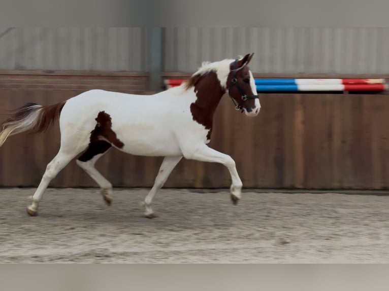 KWPN Hengst 3 Jaar 160 cm Gevlekt-paard in Zieuwent