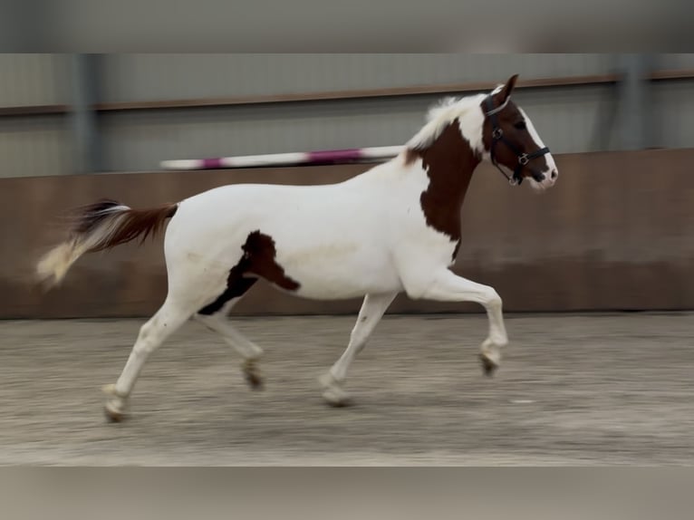 KWPN Hengst 3 Jaar 160 cm Gevlekt-paard in Zieuwent
