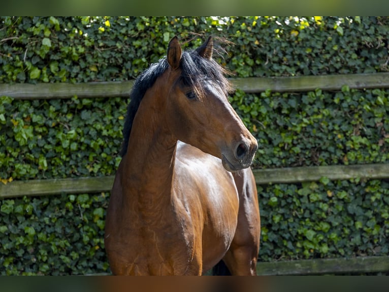 KWPN Hengst 3 Jaar 160 cm  in Waddinxveen