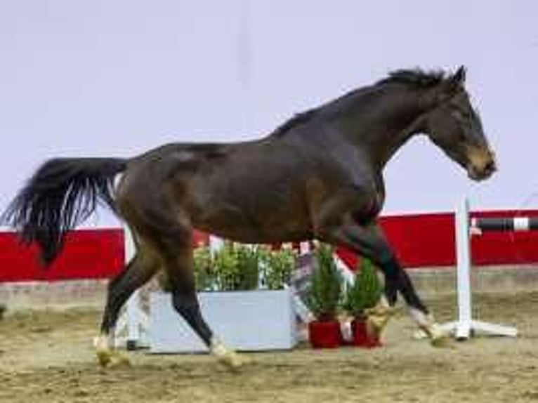 KWPN Hengst 3 Jaar 161 cm Bruin in Waddinxveen