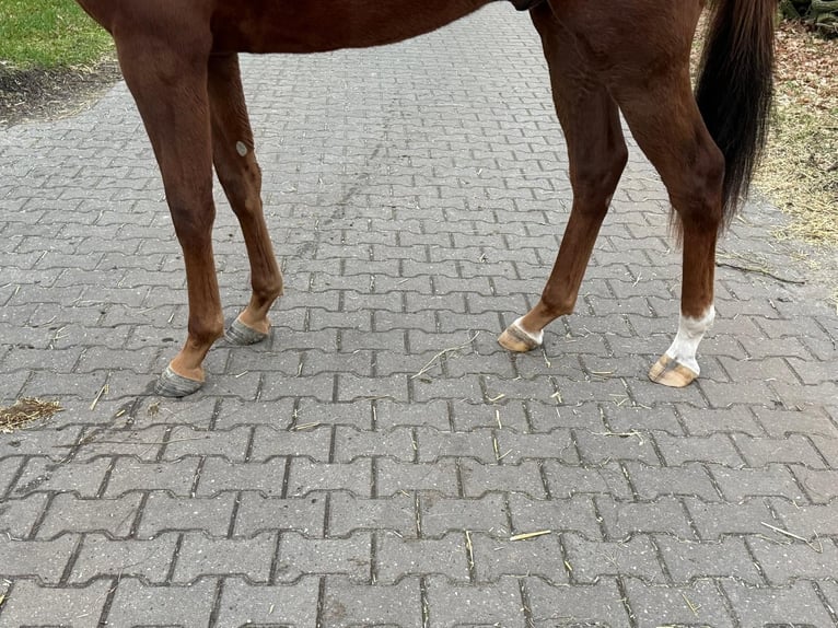 KWPN Hengst 3 Jaar 161 cm Vos in Grote Brogel