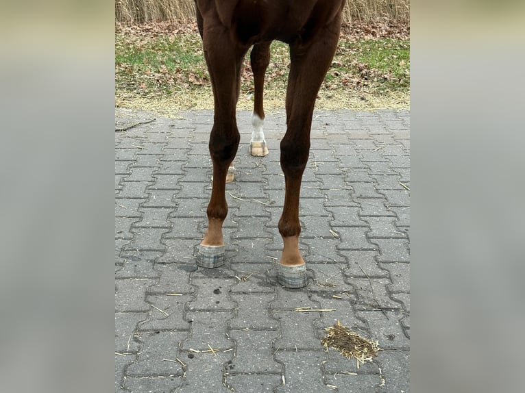 KWPN Hengst 3 Jaar 161 cm Vos in Grote Brogel