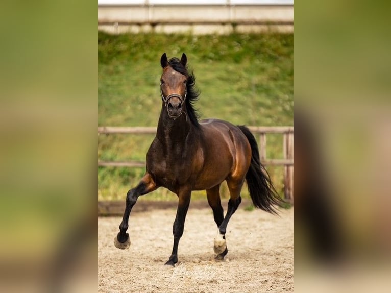 KWPN Hengst 3 Jaar 162 cm Bruin in Nieuw-Vennep