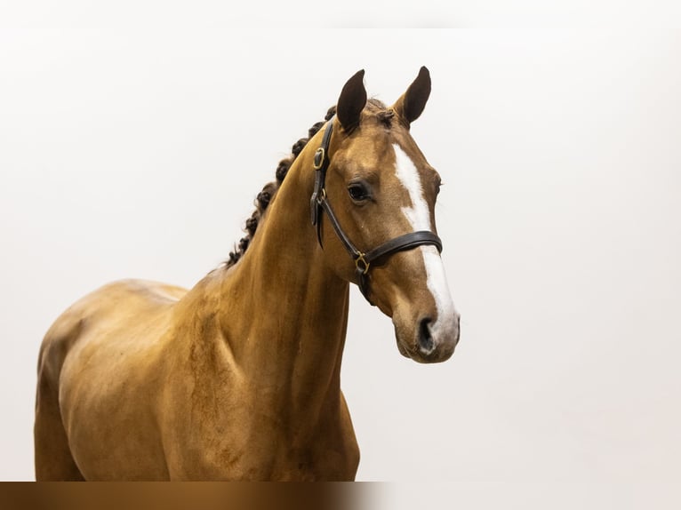 KWPN Hengst 3 Jaar 162 cm Vos in Waddinxveen