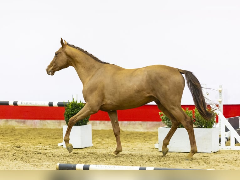 KWPN Hengst 3 Jaar 162 cm Vos in Waddinxveen