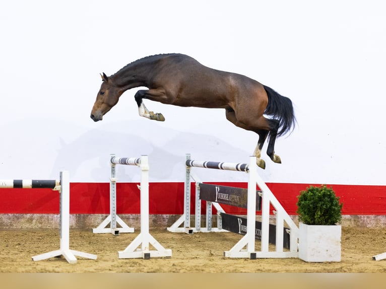 KWPN Hengst 3 Jaar 163 cm Bruin in Waddinxveen