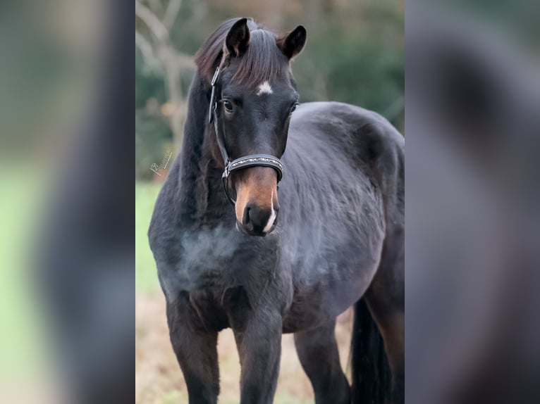 KWPN Hengst 3 Jaar 163 cm Donkerbruin in Peer